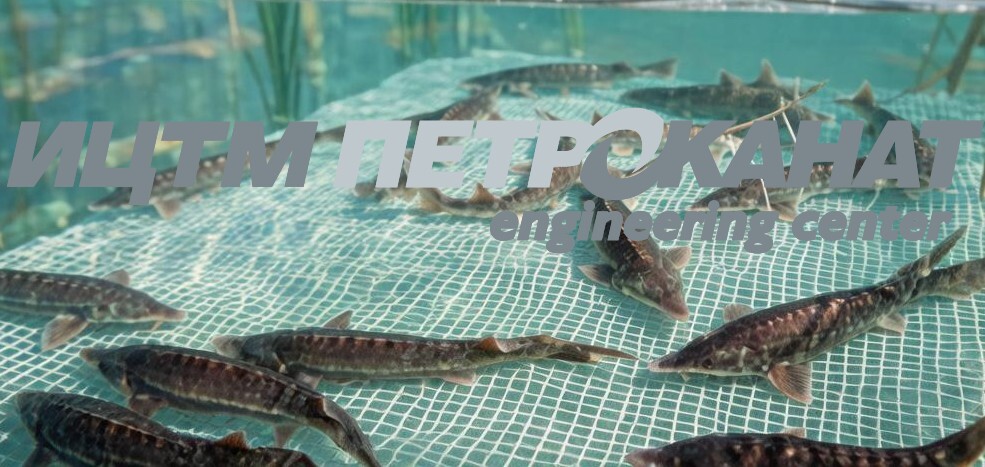 кормовой стол для осетра